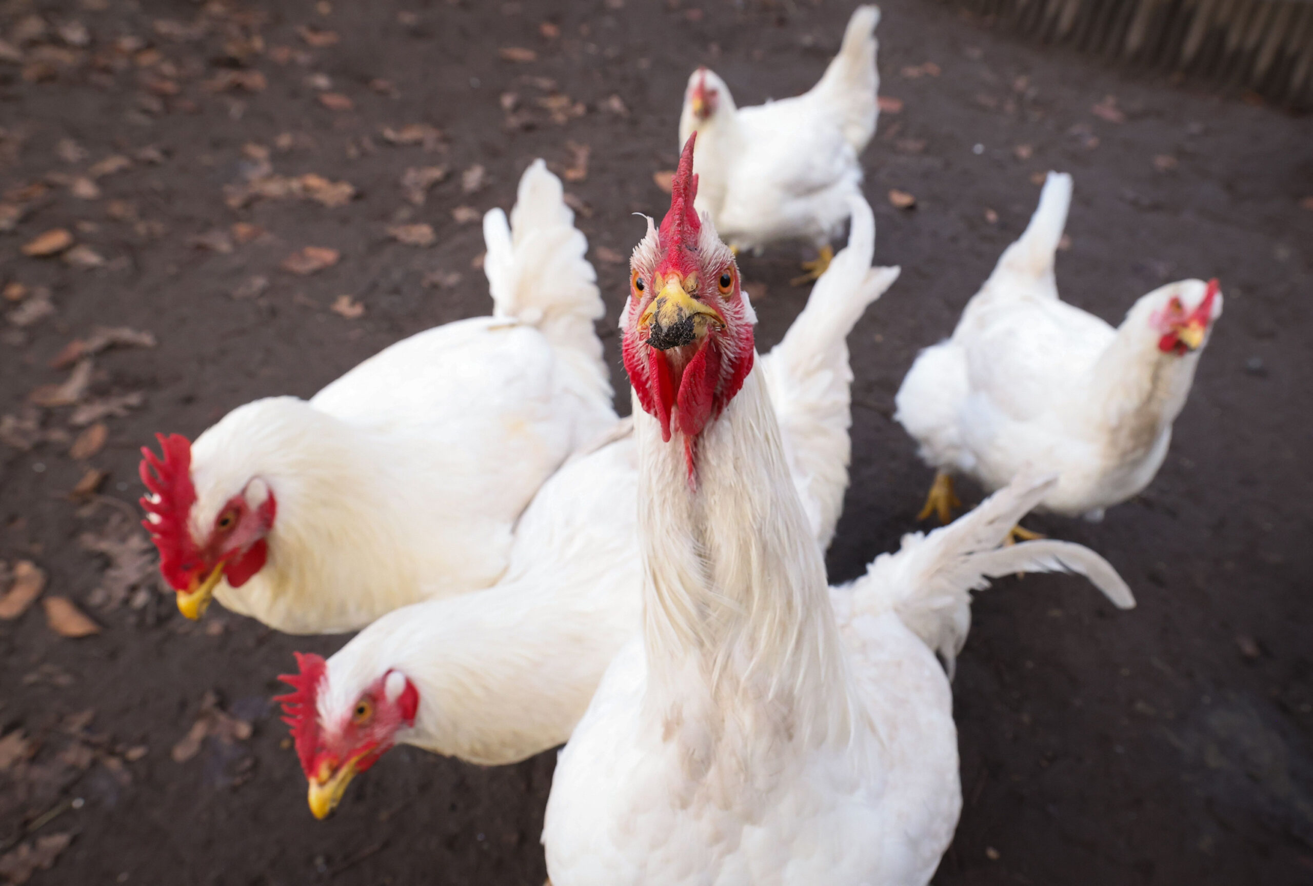 Masthühner im Wald ausgesetzt
