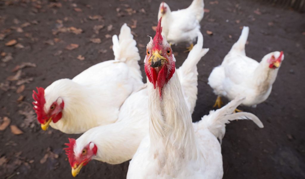 Grausame-Tat-Tiere-im-Wald-ausgesetzt-mehrere-erfrieren