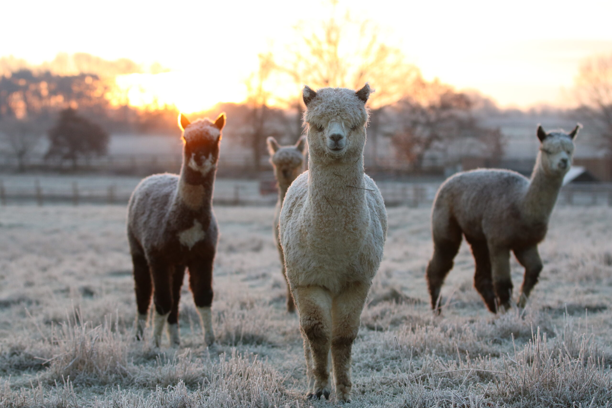 Alpakas
