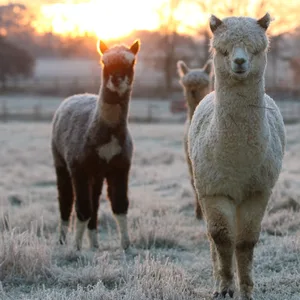 Alpakas