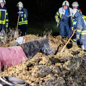 Feuerwehrleute retten die Stute, die in Manhagen im Kreis Ostholstein in einen Graben gestürzt ist.