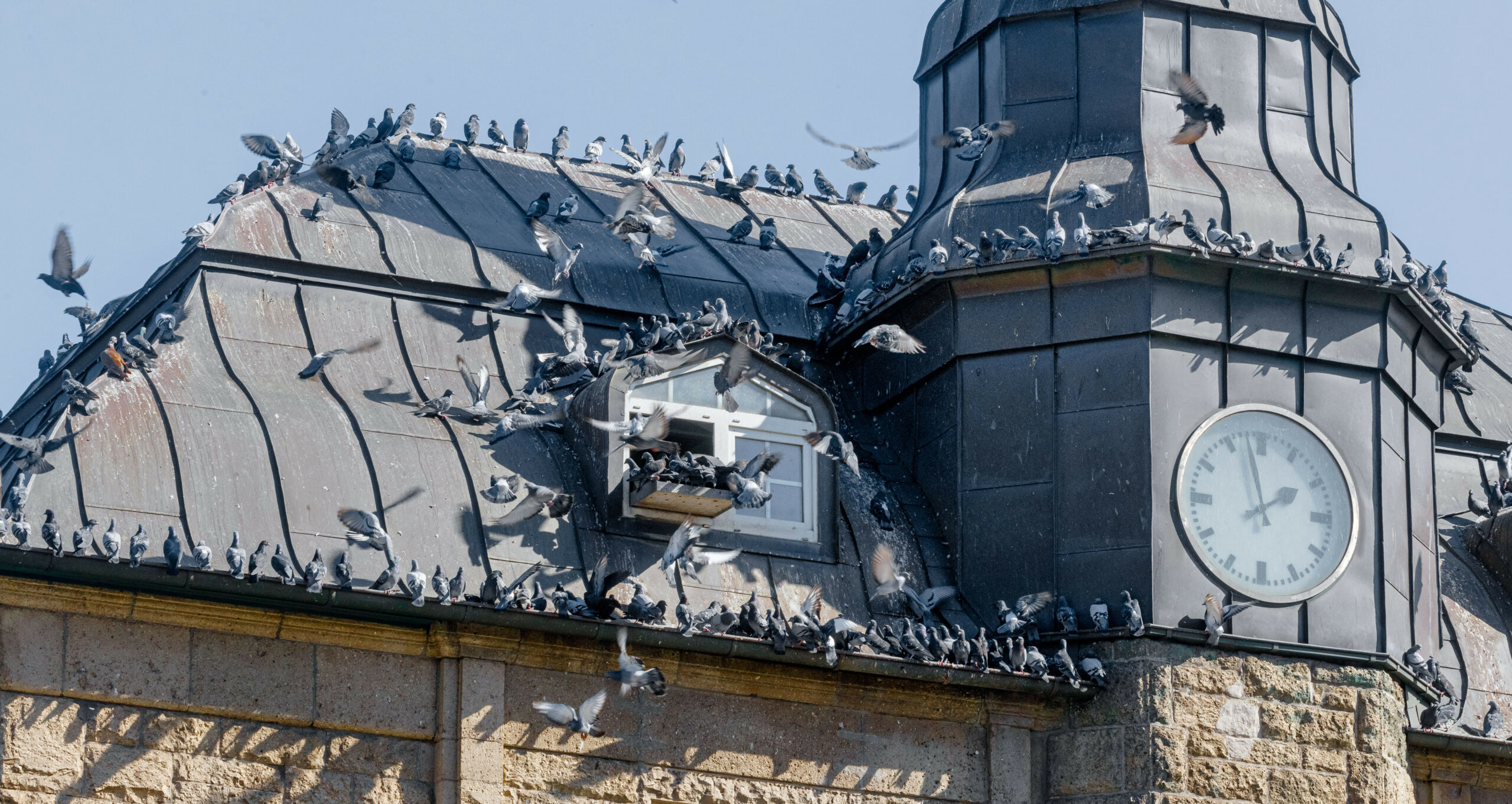 Mann füttert am Hauptbahnhof trotz Verbot Tauben und kam in Haft