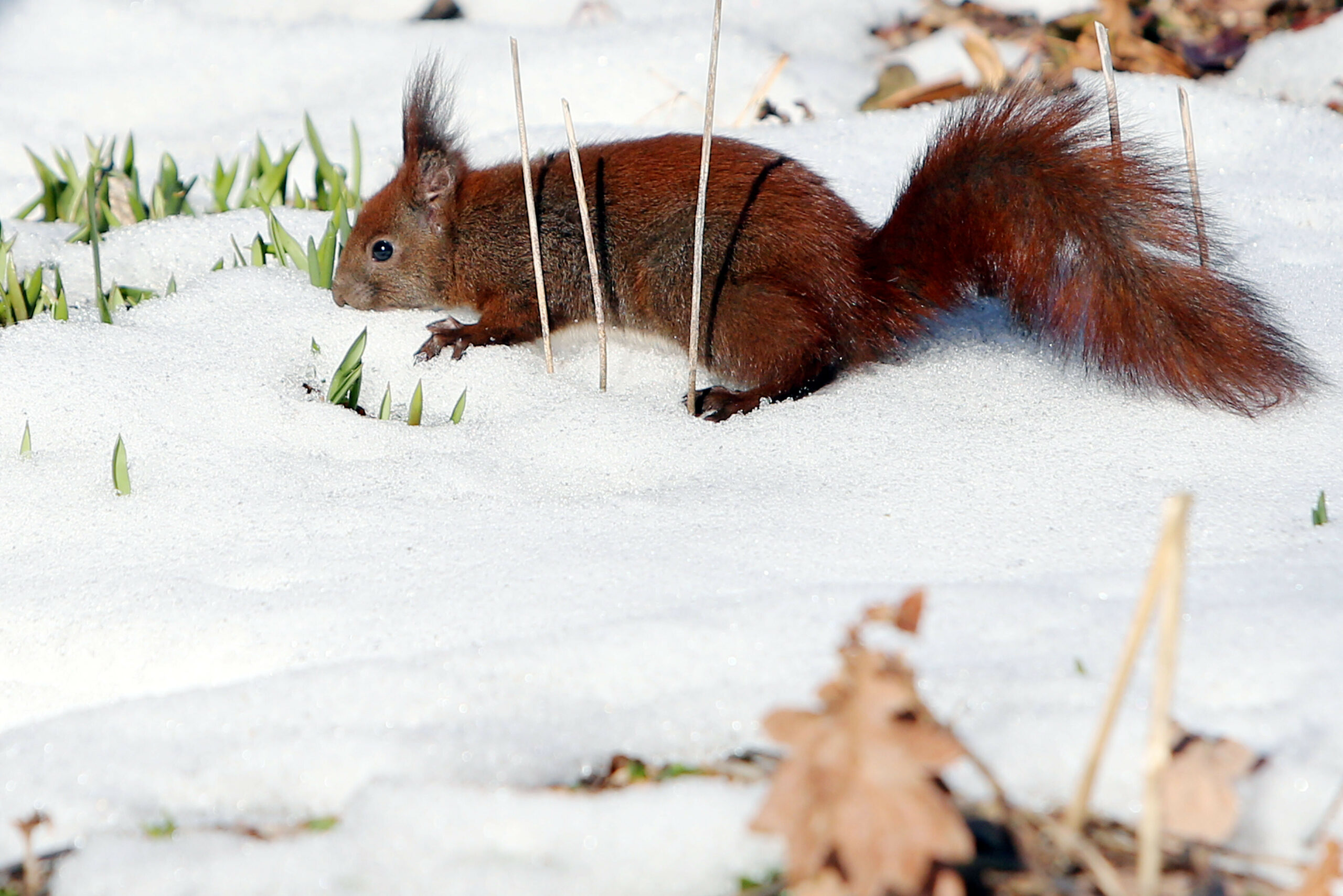 Ein Eichhörnchen sucht Nahrung in einem verschneiten Park in Hamburg (Archivfoto).