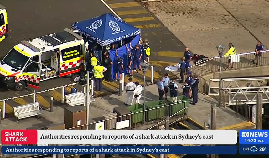 zw-lfj-hriger-stirbt-nach-haiattacke-unsere-herzen-sind-gebrochen