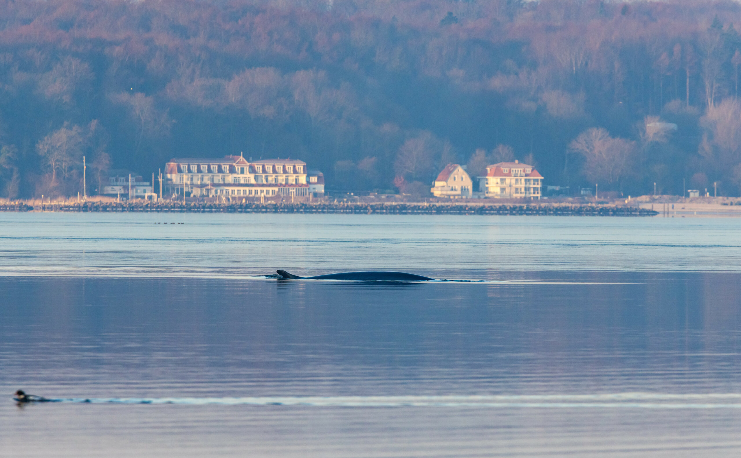 Ein Finnwal steigt in der Flensburger Förde an die Wasseroberfläche, um Luft zu holen.