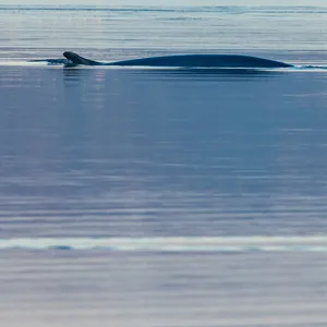 Ein Finnwal steigt in der Flensburger Förde an die Wasseroberfläche, um Luft zu holen.