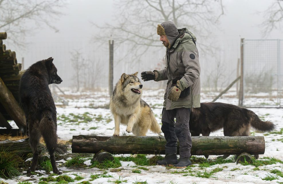 Filmwolf-Trainer de la Torre und seine Tiere haben im Film „Woodwalkers 2” der im niedersächsischen Amt Neuhaus gedreht wurde, mitgewirkt.