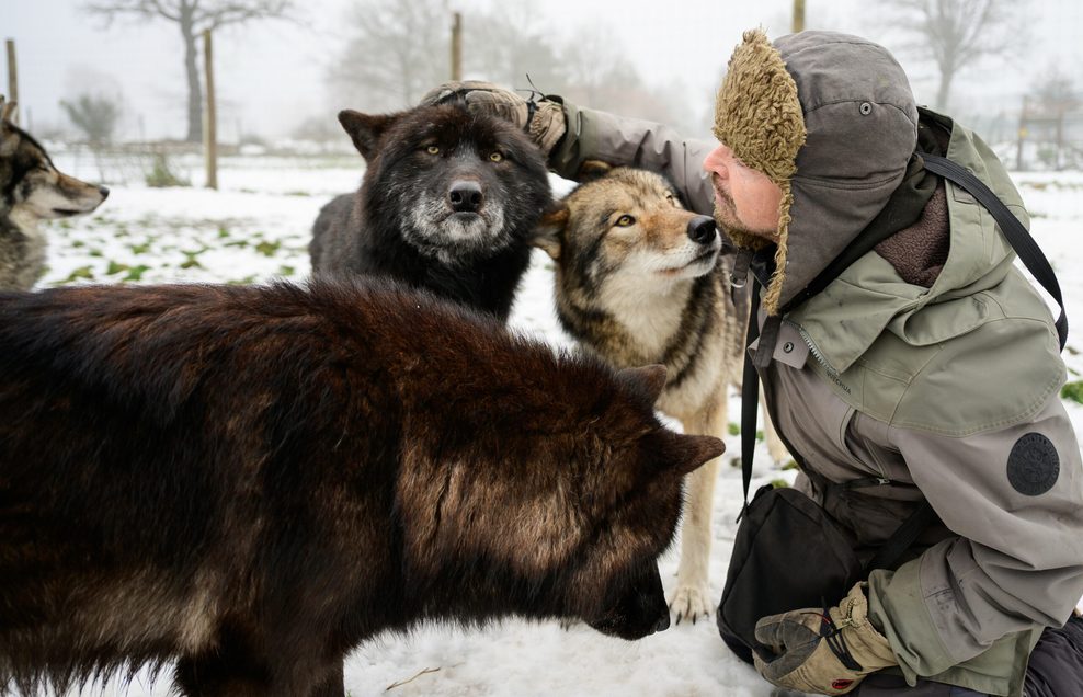 Miguel de la Torre, Filmwolf-Trainer, streichelt ein paar seiner Wölfe. 
