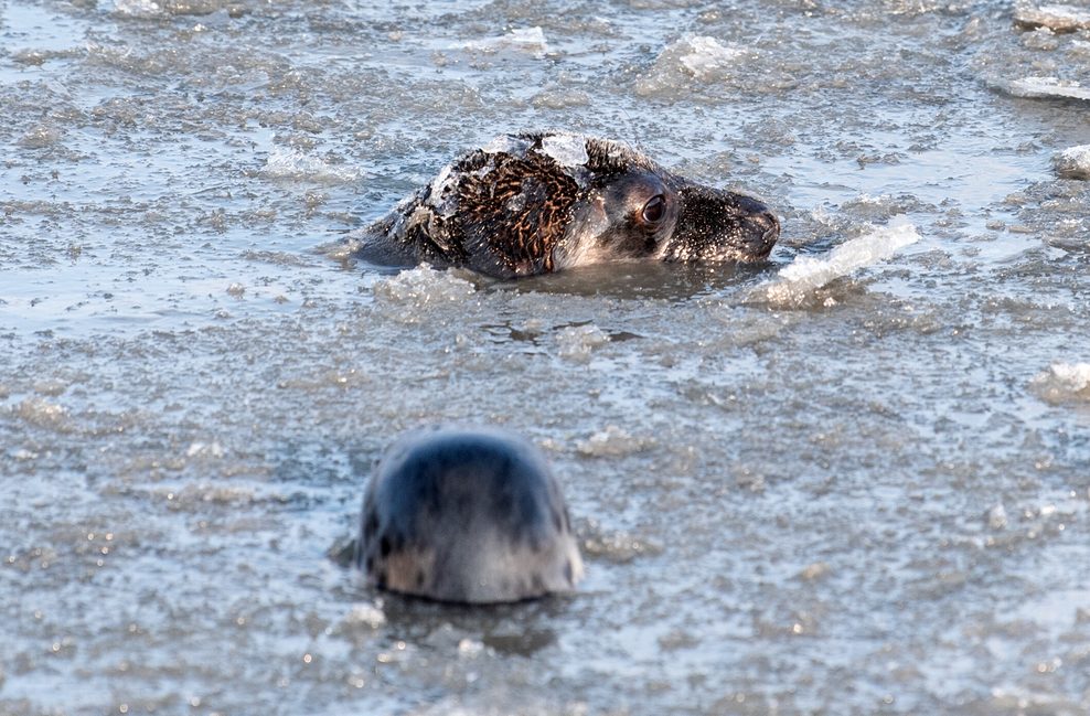 Zwei Kegelrobben schwimmen nach ihrer Auswilderung im teils gefrorenen Wasser der Nordsee.