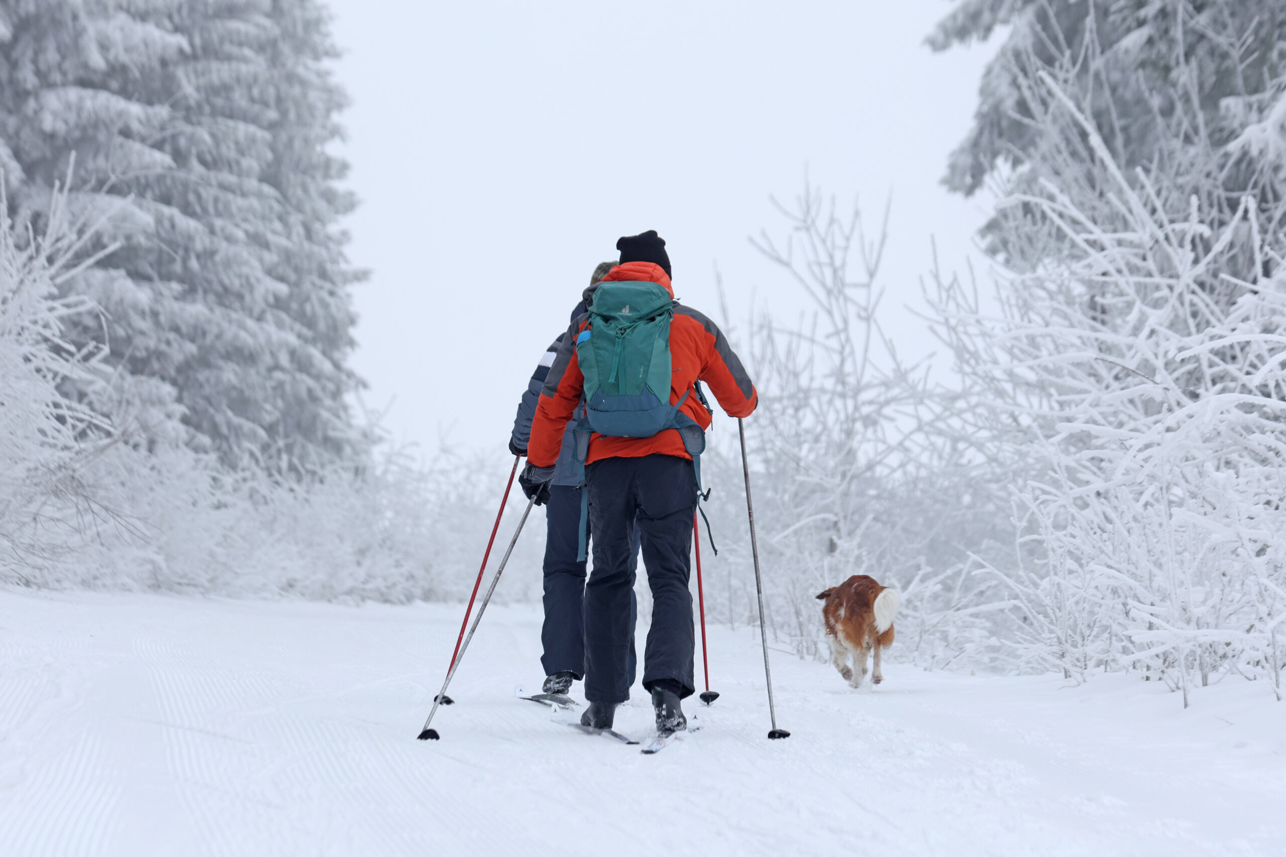 Skiwanderer sind in Schierke auf einer Loipe unterwegs.