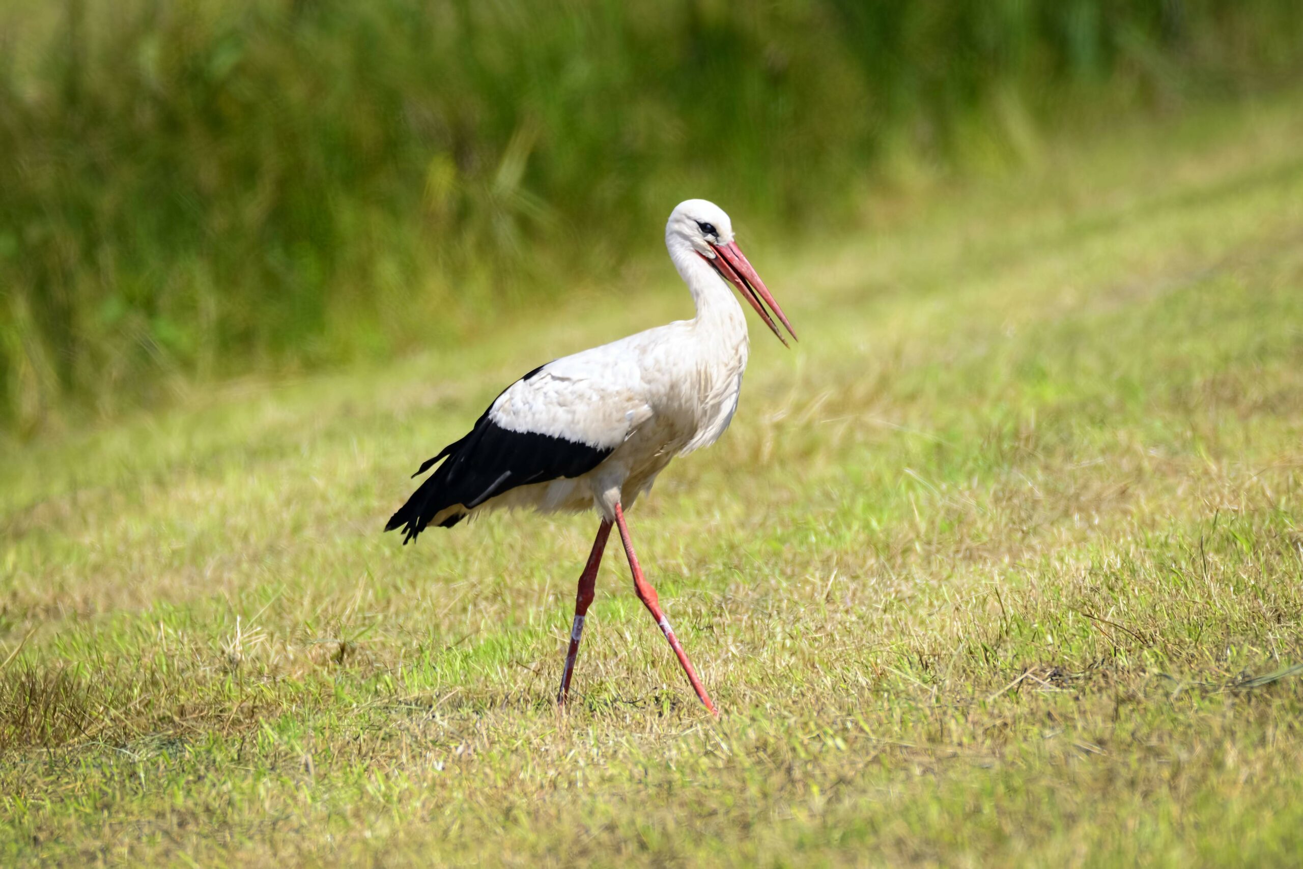 Ein Weißstorch auf einem Feld in Kirchwerder.