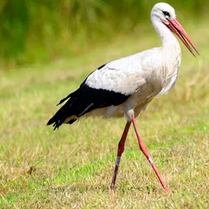 Ein Weißstorch auf einem Feld in Kirchwerder.