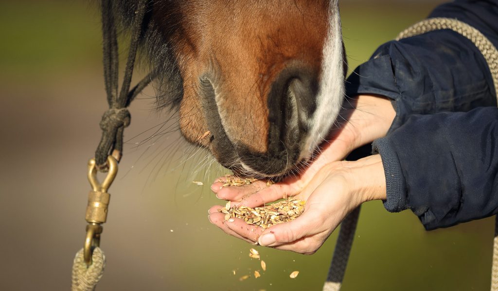 Sachsens-Pferde-Das-Geheimnis-hinter-Top-Leistung-und-Vitalit-t-liegt-im-Futtertrog
