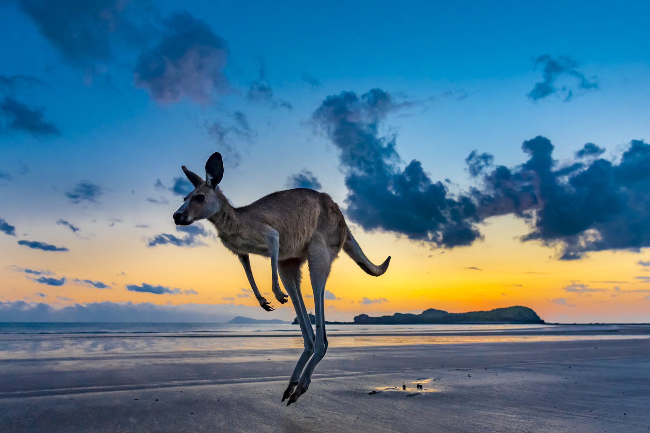 Ein Känguru springt an einem Strand in Australien.