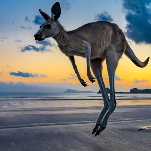 Ein Känguru springt an einem Strand in Australien.