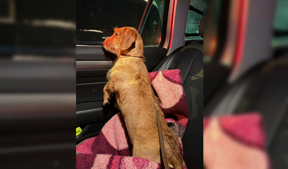 Dackel bei hefrigen Schneefall ausgebüxt und von Poizei in Obhut genommen. Wer kennt den Besitzer ?