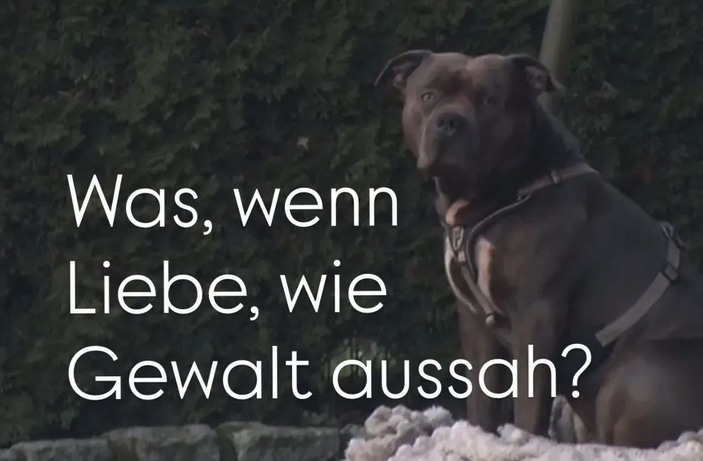 American Bully XL Vechta