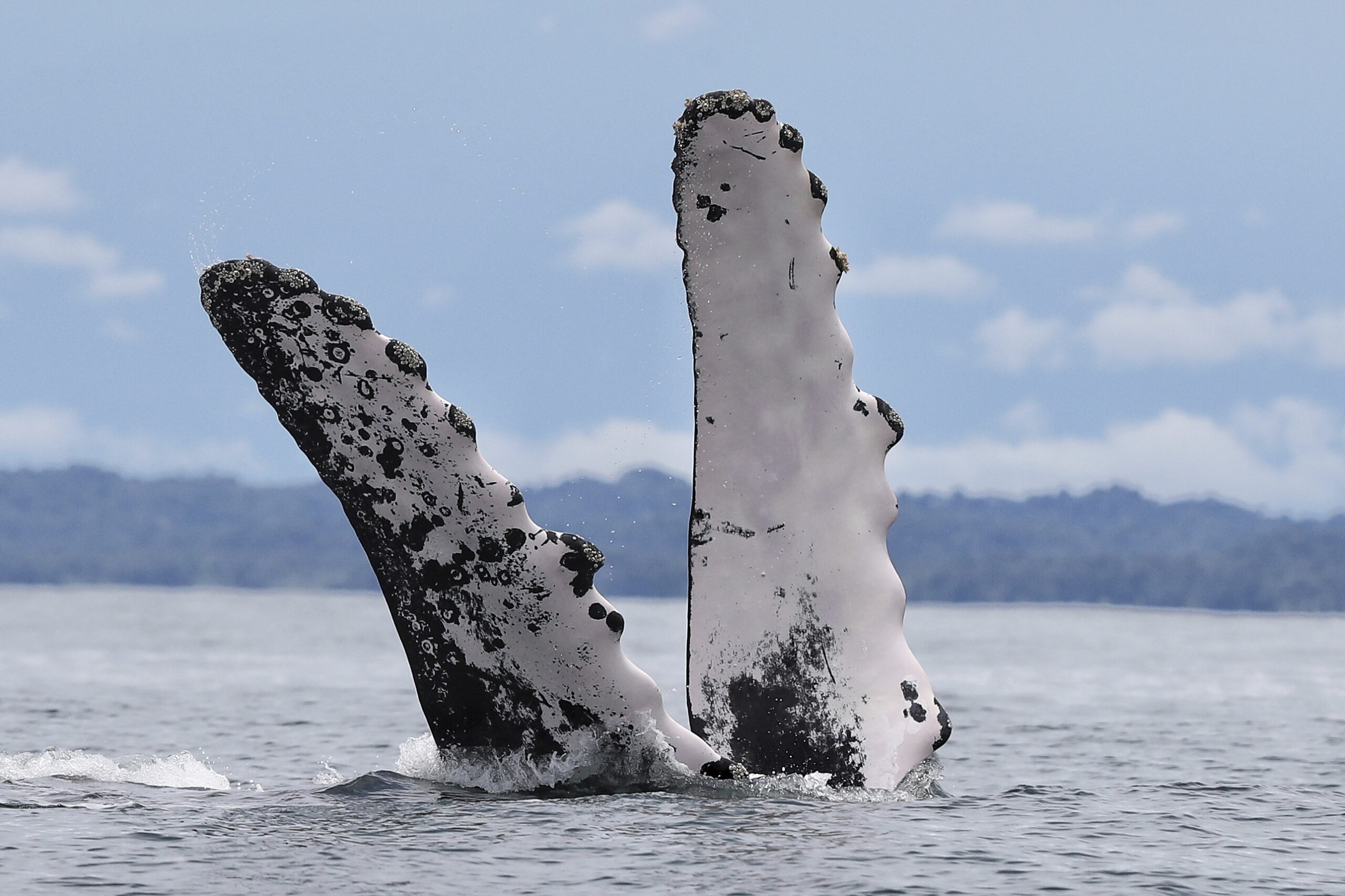 Ein Buckelwal springt im Pazifischen Ozean im Naturpark Bahía Málaga in Kolumbien aus dem Wasser.