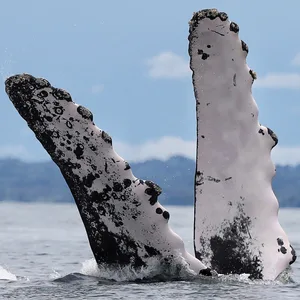 Ein Buckelwal springt im Pazifischen Ozean im Naturpark Bahía Málaga in Kolumbien aus dem Wasser.