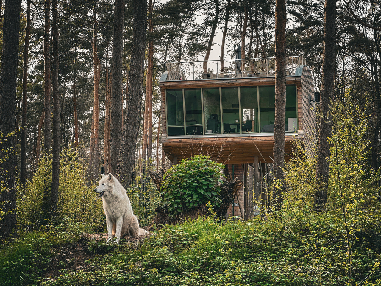 Baumhaus „Tree Inn“ in Dörverden