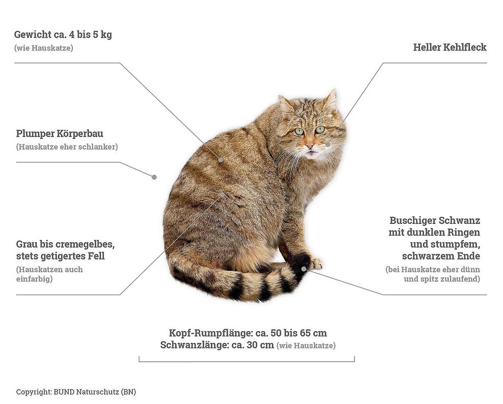 Schaubild Wildkatze