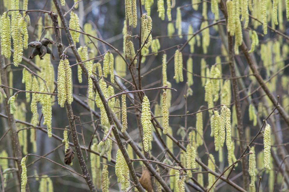Haselnussbaumzweig mit Pollen