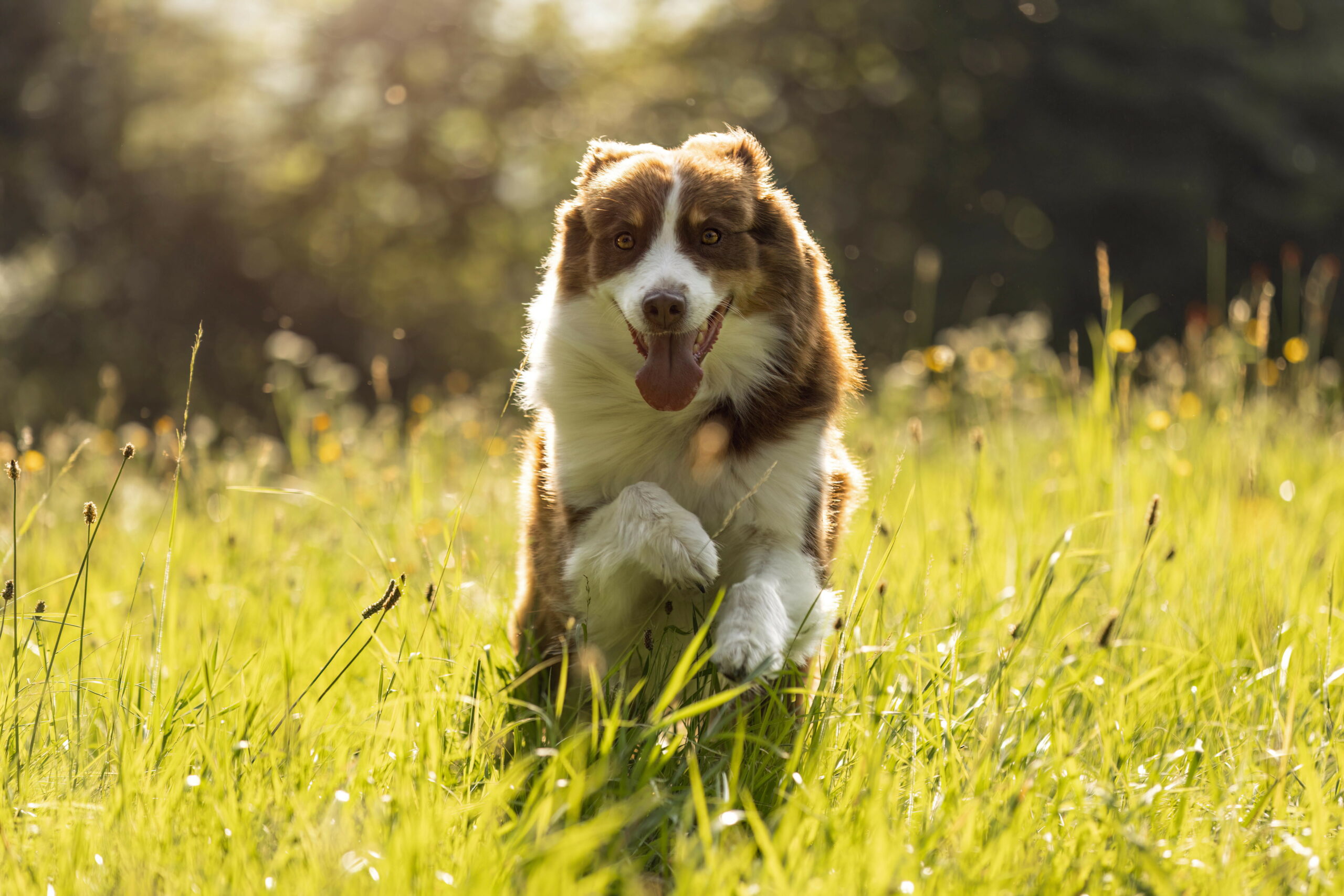 Ein Hund springt durchs hohe Gras