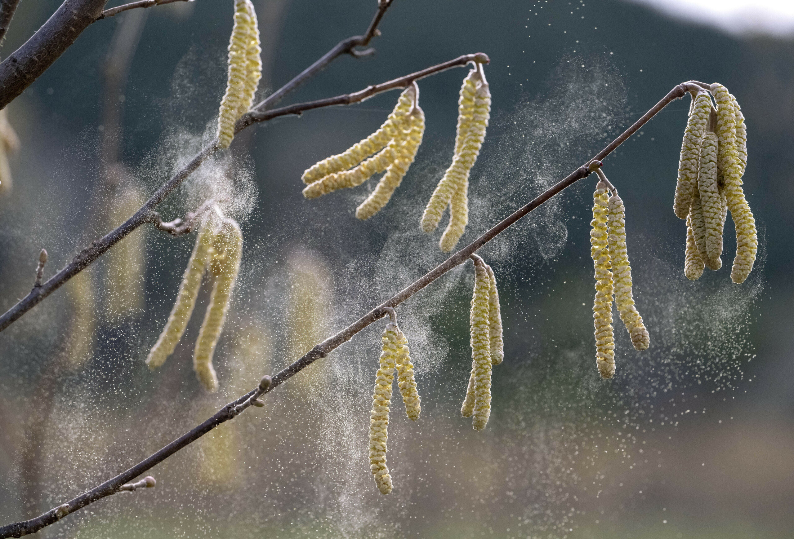 Heuschnupfen Pollenflug
