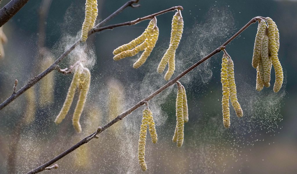 Zehn-Mythen-ber-Heuschnupfen-und-was-wirklich-stimmt