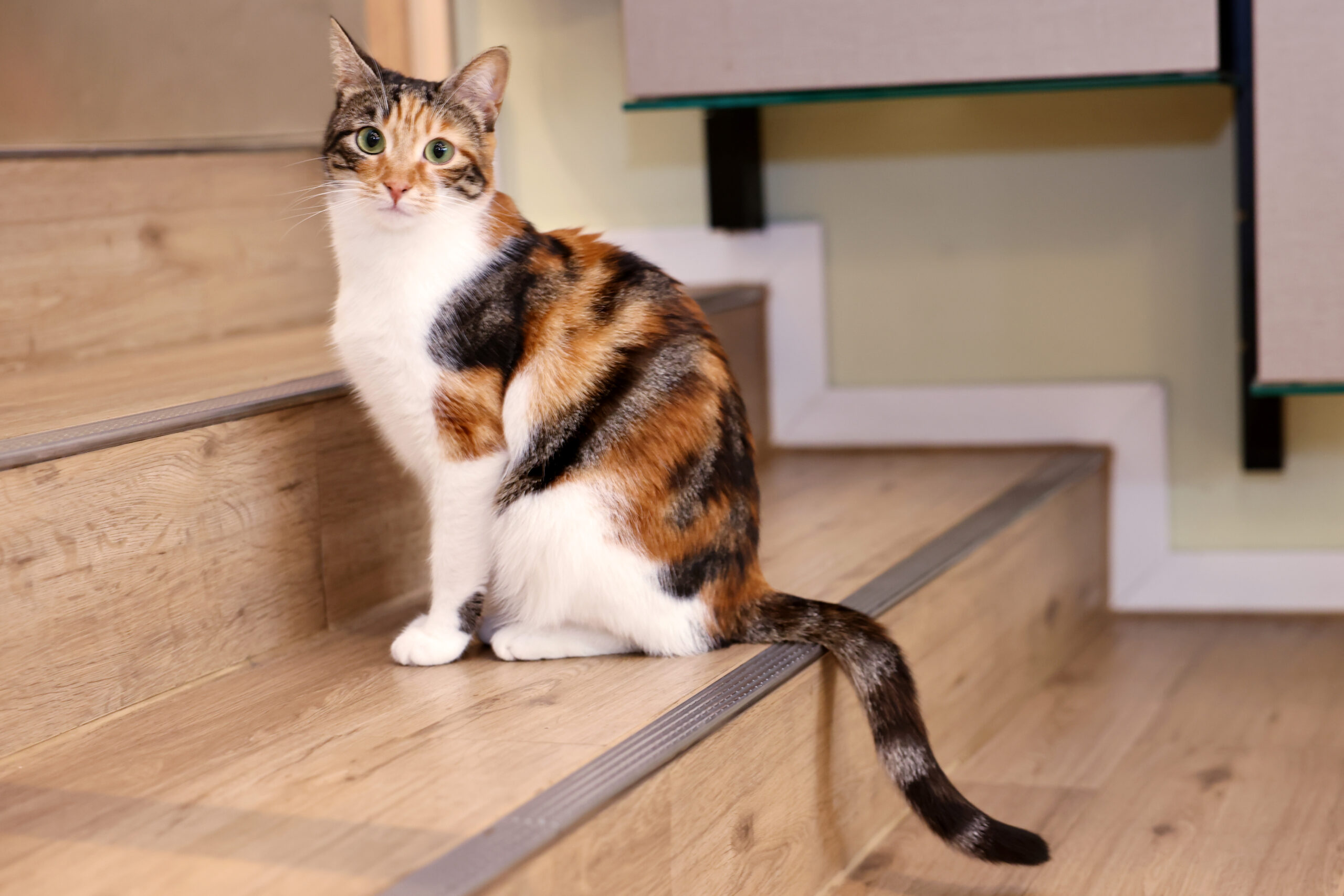 Die Katzen sind die Stars in den „Katzentempel“-Cafés.