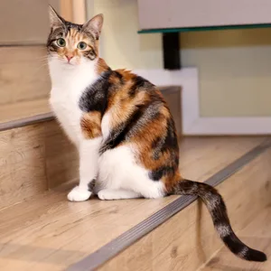 Die Katzen sind die Stars in den „Katzentempel“-Cafés.