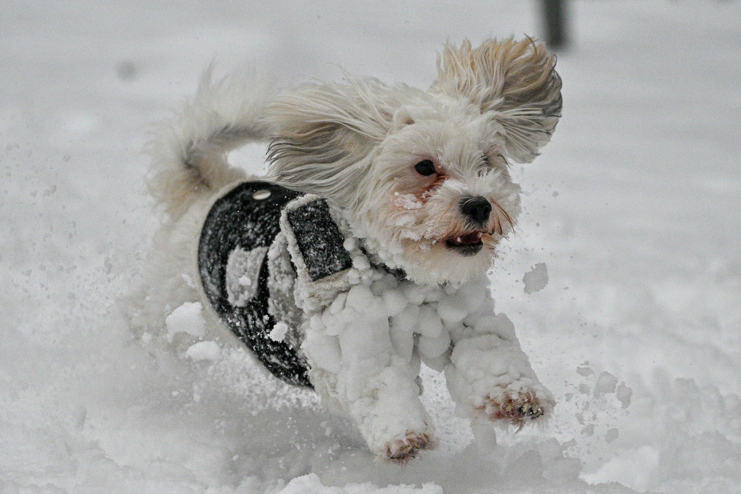 Das Winterwetter kann vielen Hunden und Katzen gute Laune machen – doch das Salz ist gefährlich.