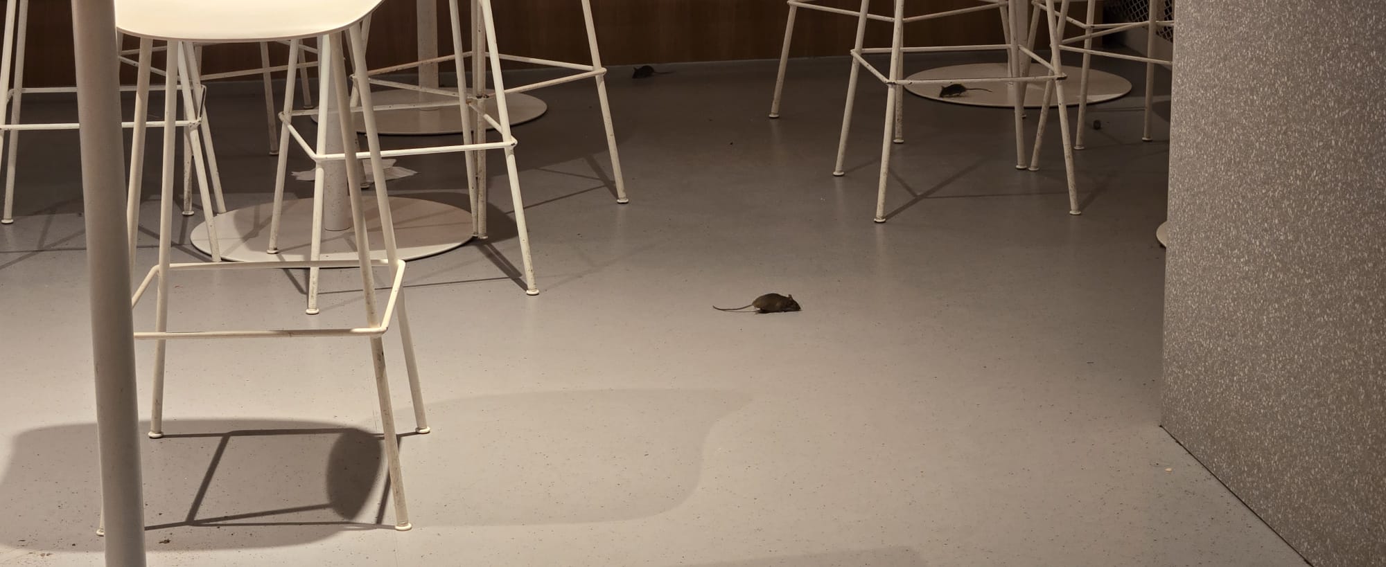 Mäuse sind zwischen den Stühlen am Flughafen unterwegs