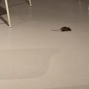 Mäuse sind zwischen den Stühlen am Flughafen unterwegs