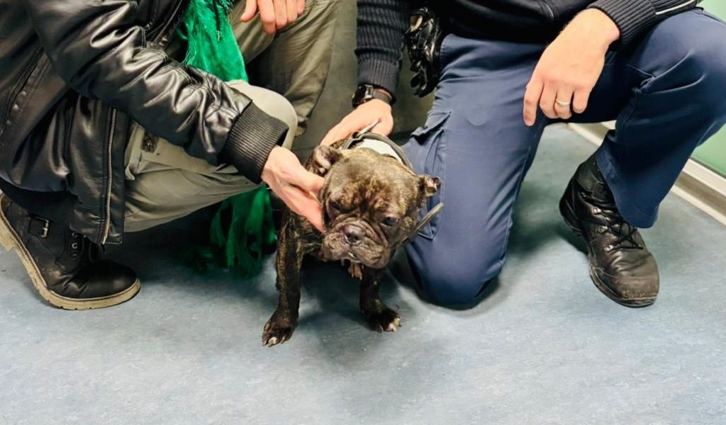 Mini-Bulldogge-b-xt-am-Hauptbahnhof-aus-Candy-sorgt-f-r-Polizeieinsatz