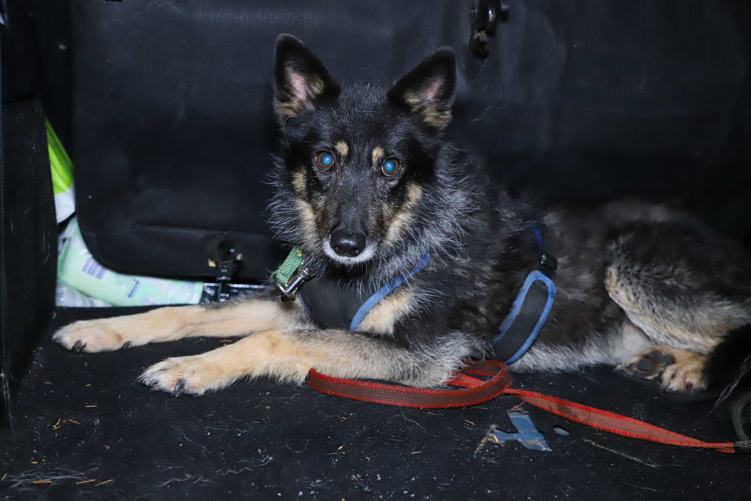 Schäferhündin liegend