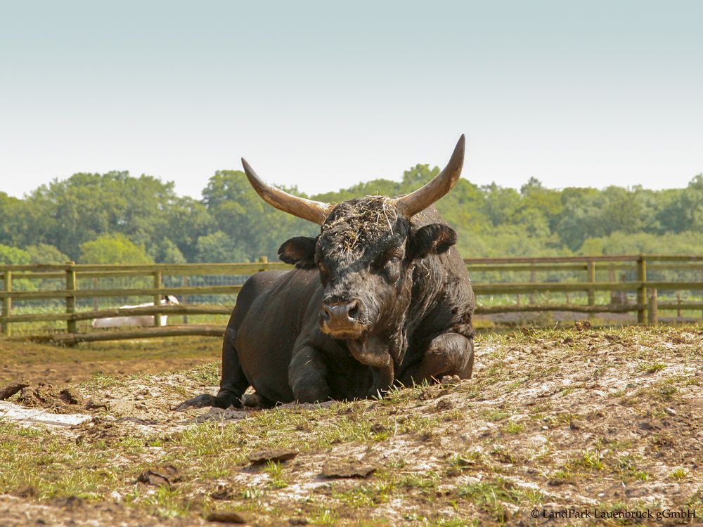 Auerochse Landpark Lauenbrück
