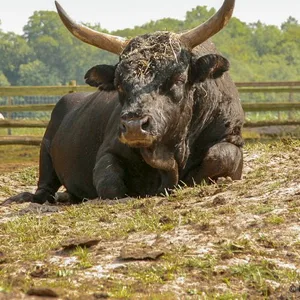 Auerochse Landpark Lauenbrück