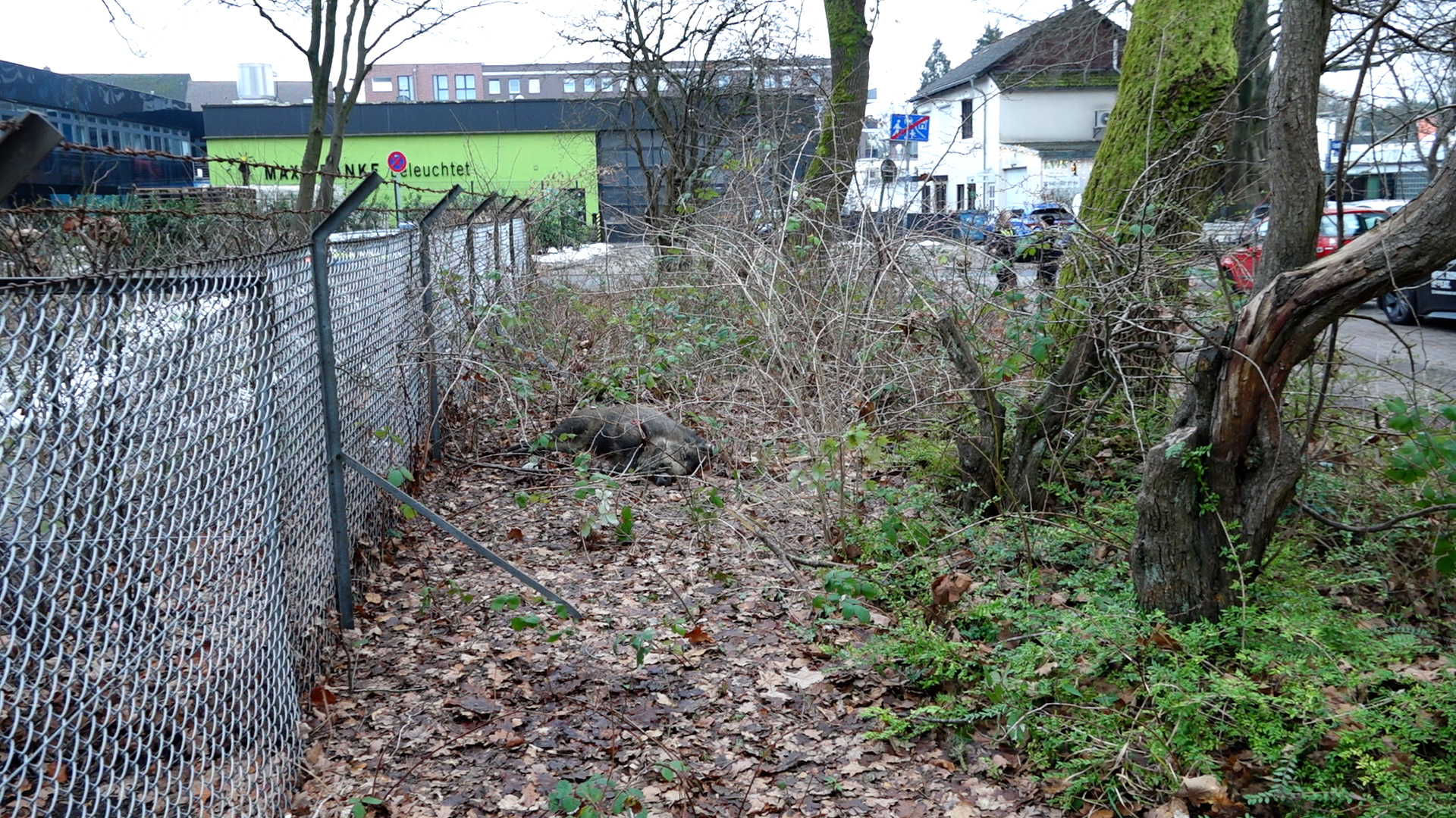 Wildschwein Osdorf Jäger Polizei