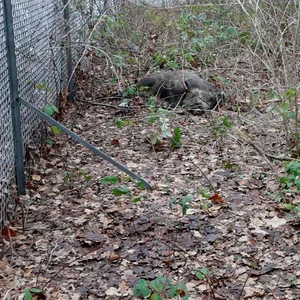 Wildschwein Osdorf Jäger Polizei