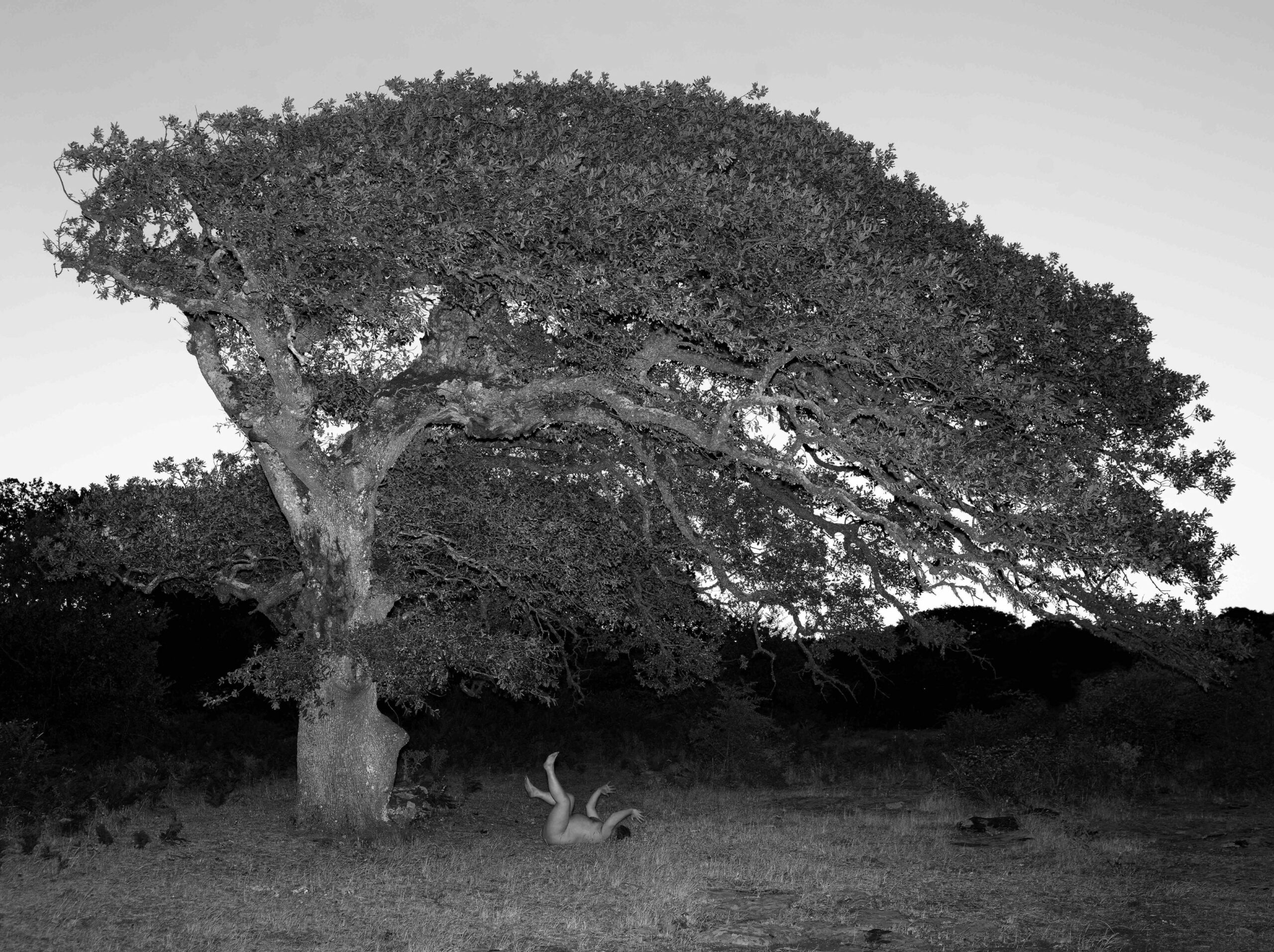 Schwarz-Weiß Fotografie einer Steineiche. Ein Mensch liegt auf dem Gras vor der Eiche.