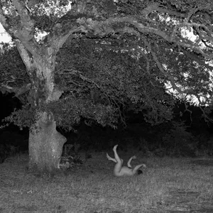 Schwarz-Weiß Fotografie einer Steineiche. Ein Mensch liegt auf dem Gras vor der Eiche.