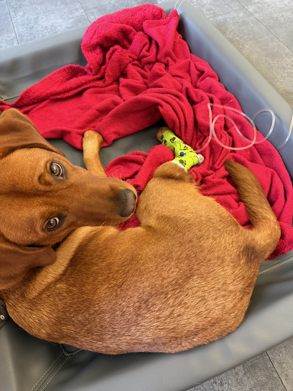 Hündin Lupa am Tropf