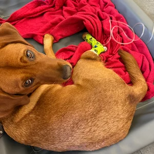 Hündin Lupa am Tropf