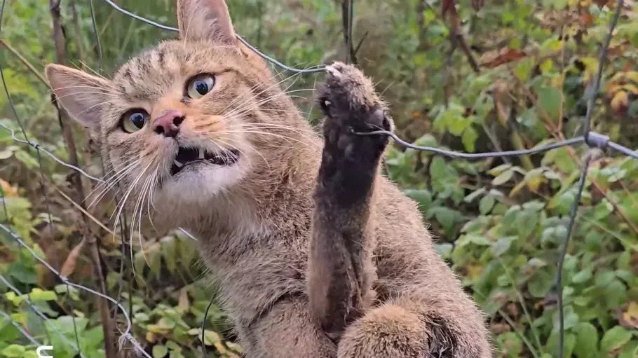 Eine Wildkatze hat sich in einem Zaun verheddert.