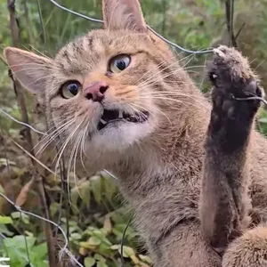 Eine Wildkatze hat sich in einem Zaun verheddert.