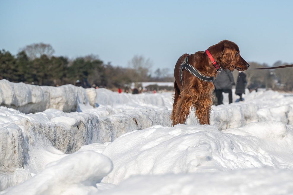 Ein rot/brauner Hund steht im Schnee am Strand.