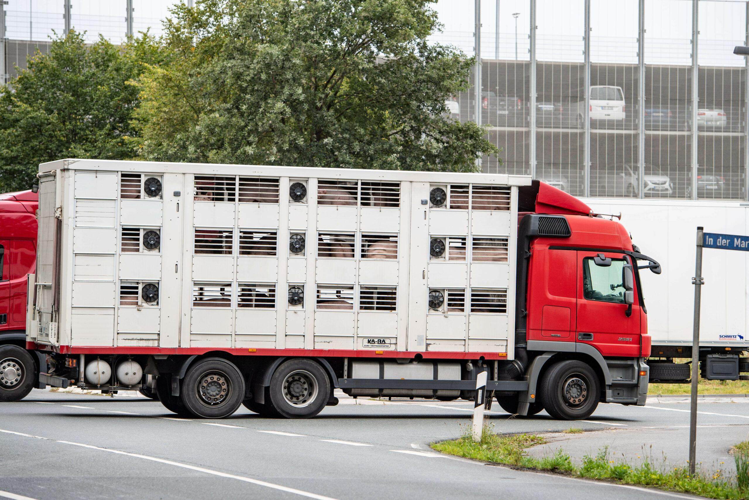 Viehtransporter Schweine