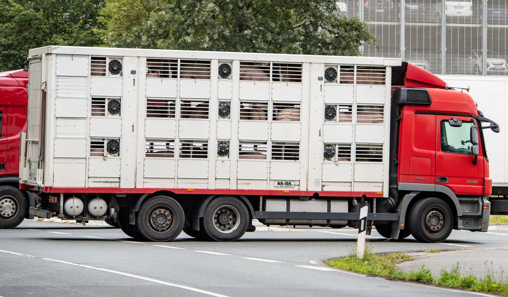 Viehtransporter-kippt-um-Dutzende-Tiere-verenden