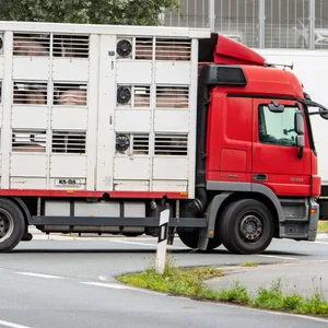 Viehtransporter Schweine